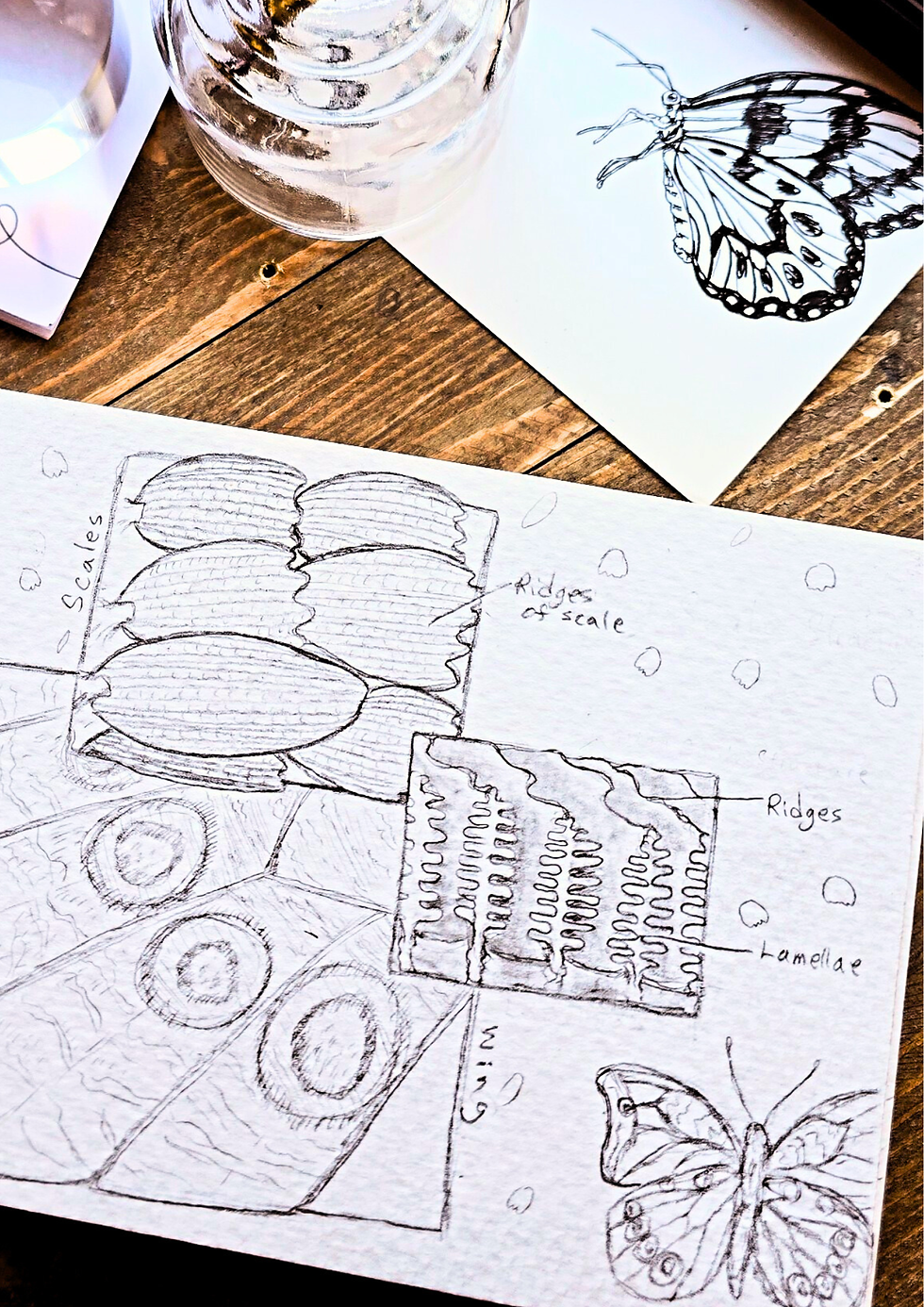 my field notes on wing structure