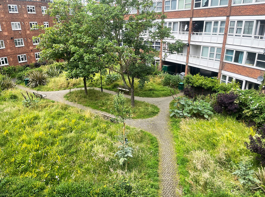 meadow8 copy.jpg