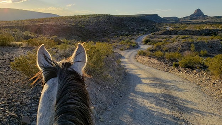 Confessions of a Saddle Tramp