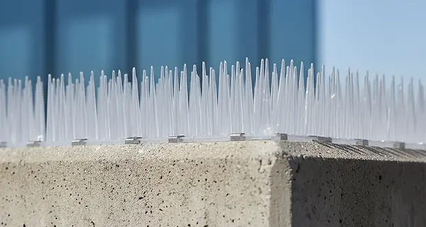 Birds Spike