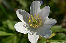 Anémone sylvie