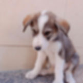 Archie