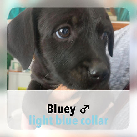 Bluey
