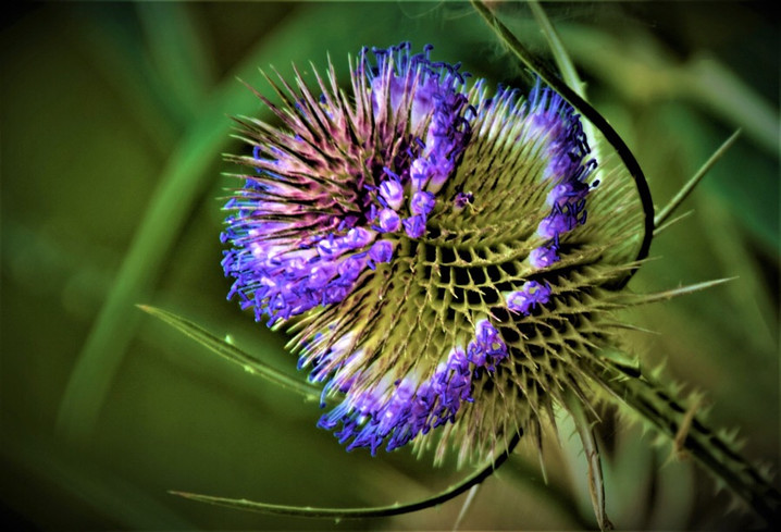 Summer Teasel