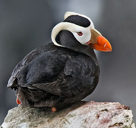 Tufted_Puffin_Alaska_(cropped).jpg