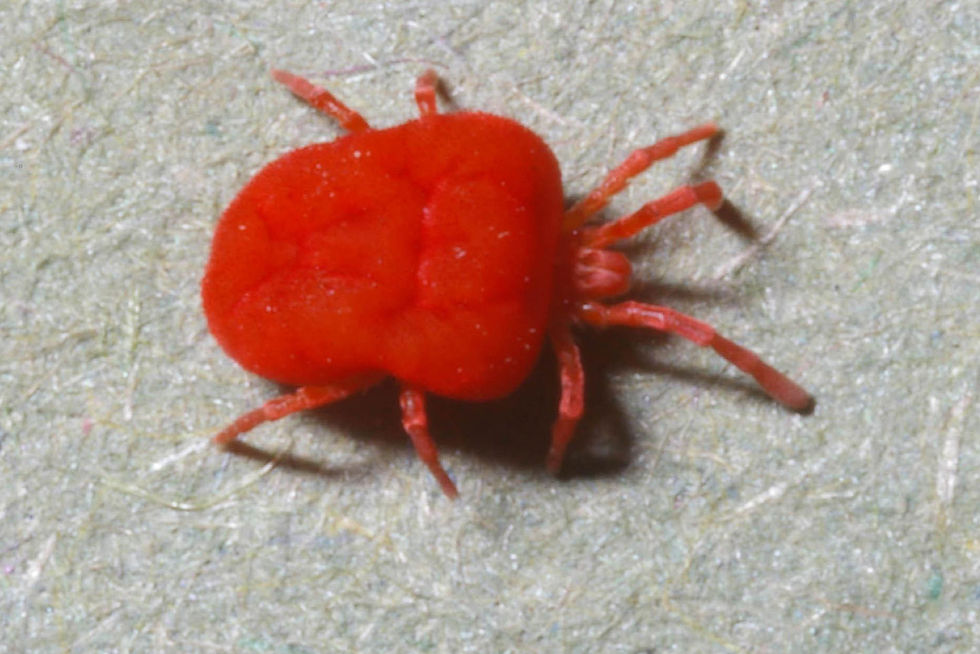 ree