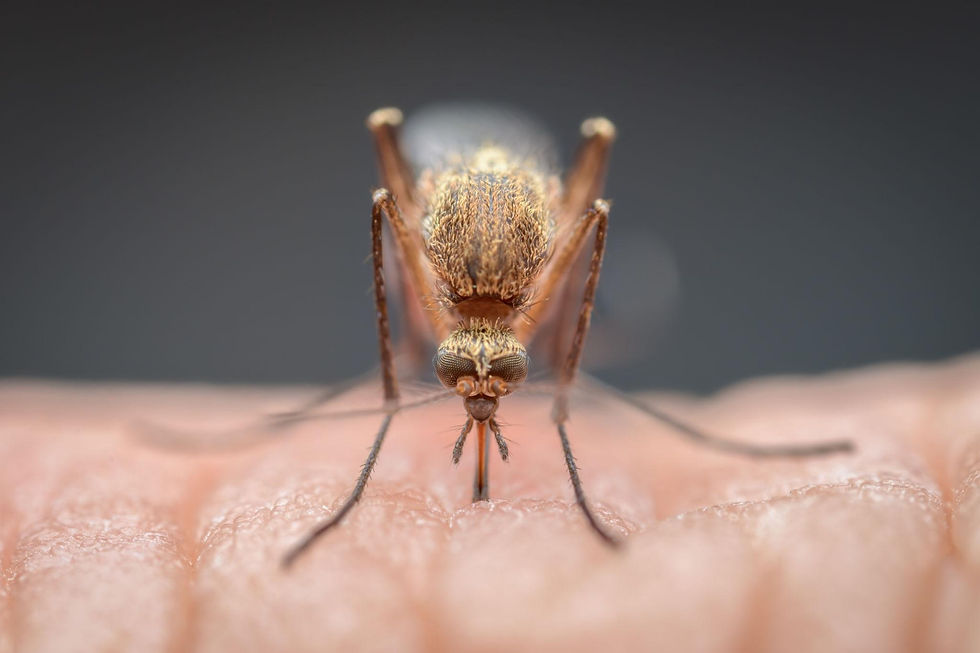🦟 Mosquito Control in Central Arkansas: How to Get Rid of Mosquitoes Fast
