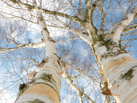 Le bouleau, arbre de la résilience