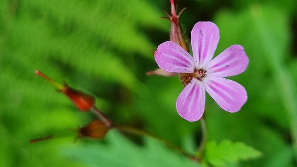 Le plus sauvage des géraniums