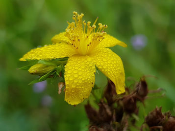 Le millepertuis, idéal pour booster son humeur