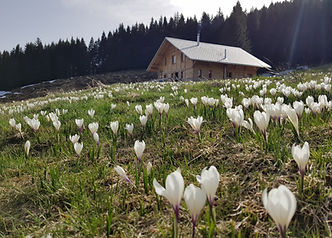 Chalet cousimbert