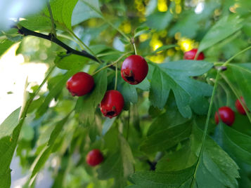 L'aubépine, un piquant qui a du cœur