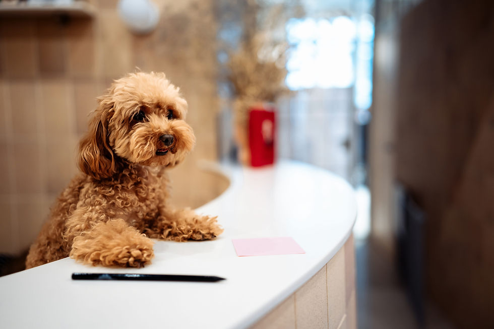 dog in a hotel lobby