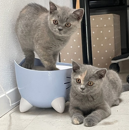 Kitten im Trinkbrunnen