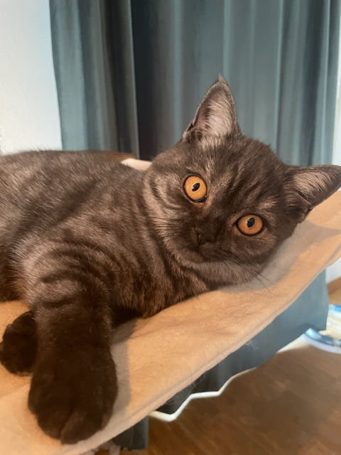 Britisch black smoke