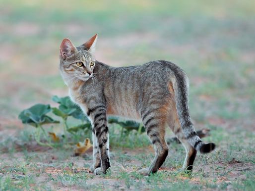 Feline Nutrition: The Case Against Kibble