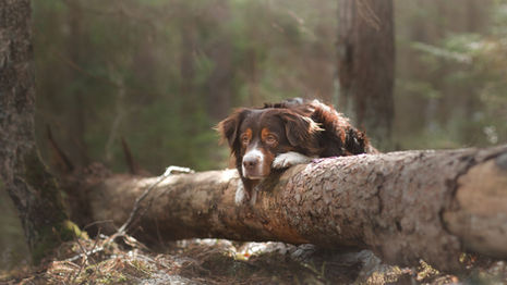 Why You Need to Prioritize Your Dog's Gut Health (And How to Get Started)