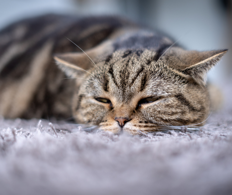 PSA for Pet Parents: Pets allegedly continue to die in relation to processed pet food.