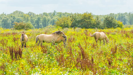 Equine Gut Health: Evolutionary Microbiome Dynamics Versus Modern Health Challenges