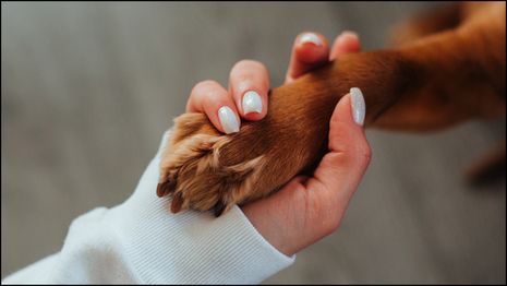 You’re Doing Your Best: Navigating The Emotional Rollercoaster of Your Animal’s Illness