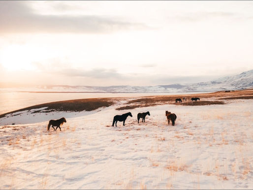 6 Winter Herbs to Add to Your Horse's Diet