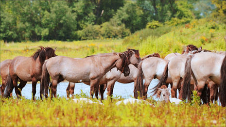 Friends, Freedom and Forage: Scientifically Proven Ways to Prevent Equine Gut Disorders