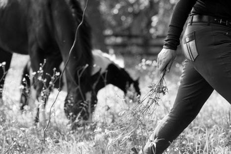 The Native Equine Diet: Exploring the Ancestral Forage of Horses (Part 2)