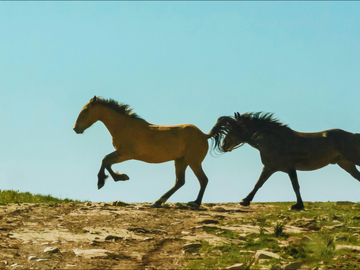 7 Nutritional Obstacles That Are Impeding Your Horse's Health