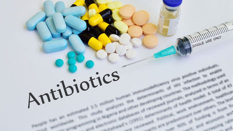 Pet Diarrhea: Why You Should Think Twice Before Giving Antibiotics