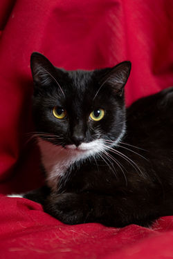Oreo-4