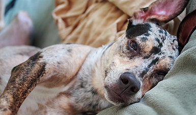 Meg. Catahoula Leopard Dog.