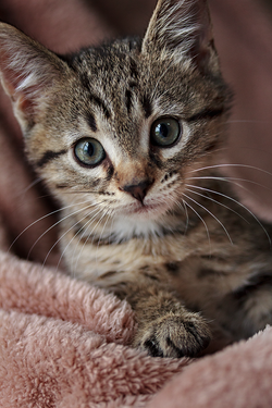 kitten