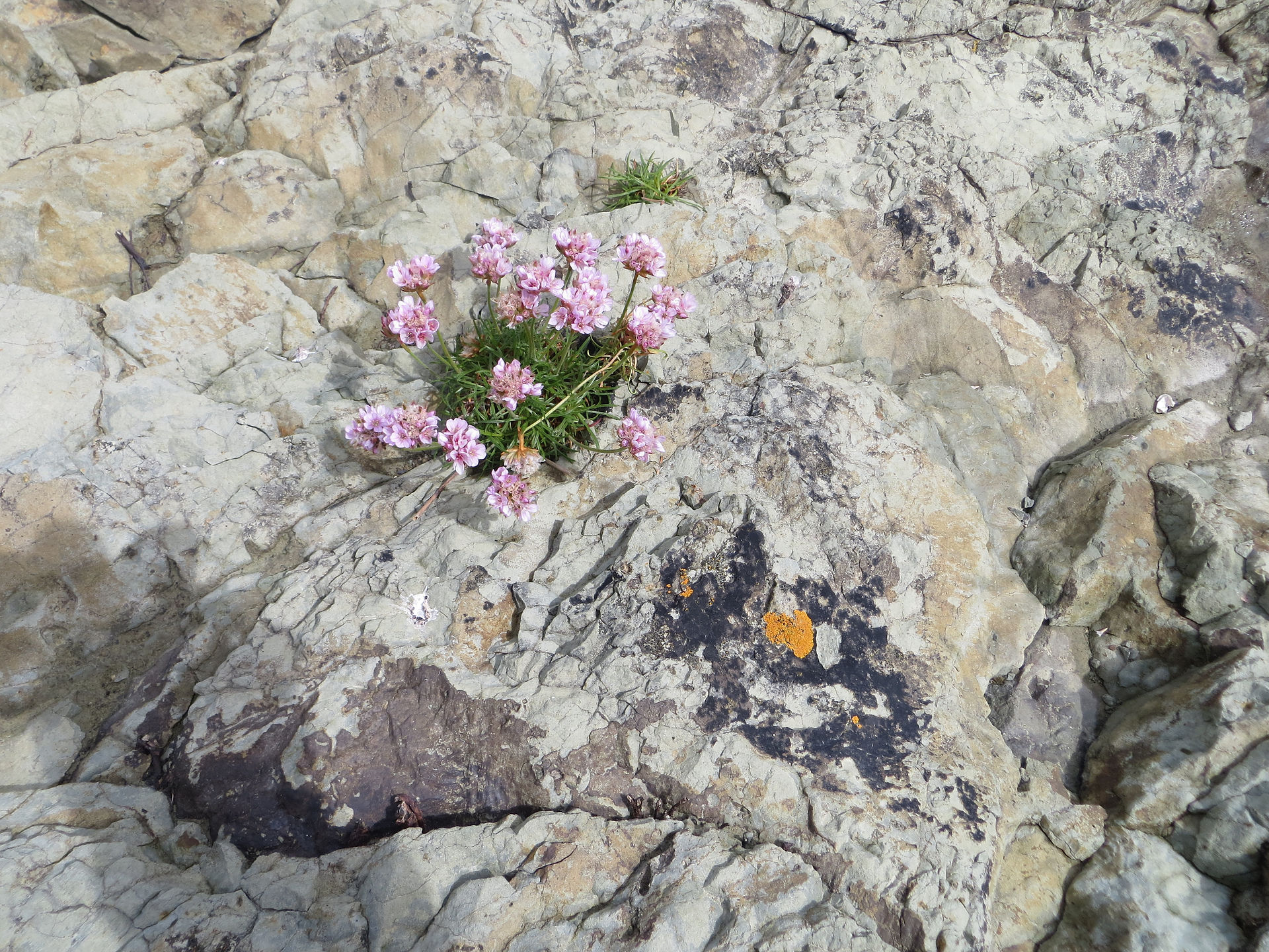 Coastal Flora
