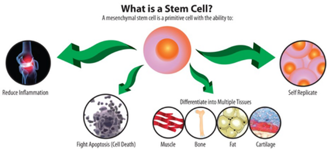 Tedavi Edici Klonlama