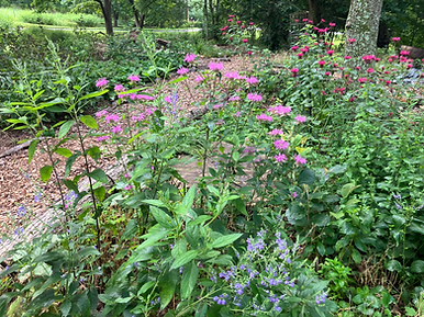 Monarda CG, Scuttelaria incana.HEIC