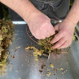 Hands pulling attaching moss to copper ring with steel wire