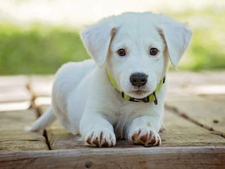 Como se organizar com a vacinação do seu filhote