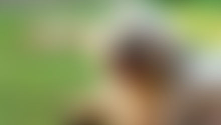 LHASA APSO, UM COMPANHEIRO TRANQUILO E SEMPRE AO SEU LADO