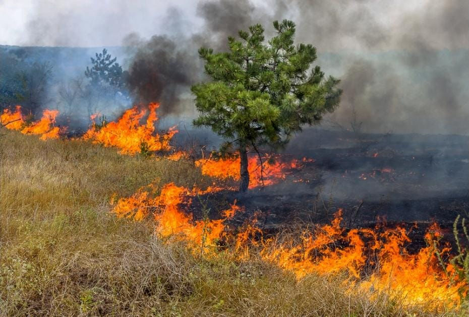 Queimadas na Amazônia e no Cerrado