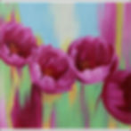 Violet Tulip flowers