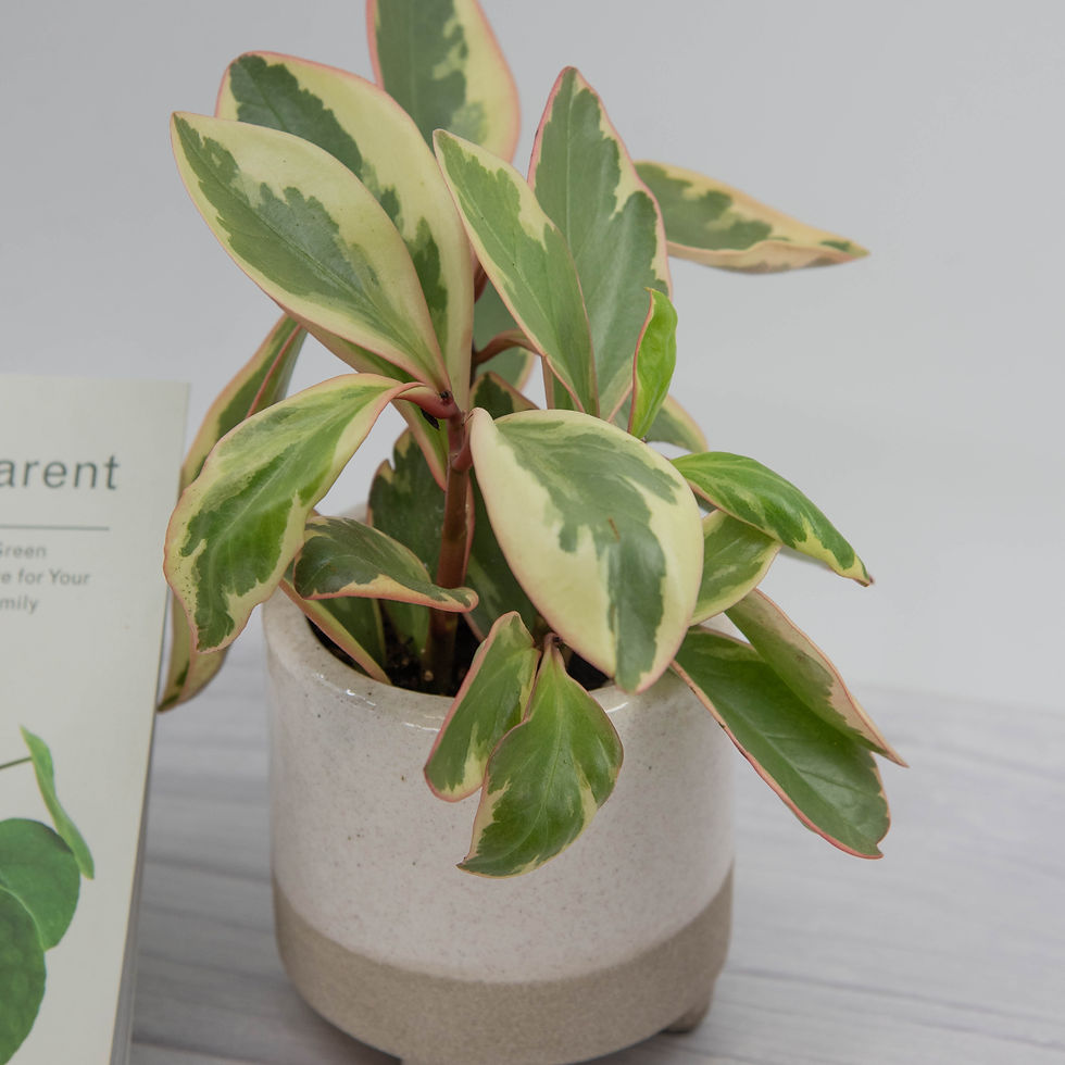 Thumbnail: Plant Gift