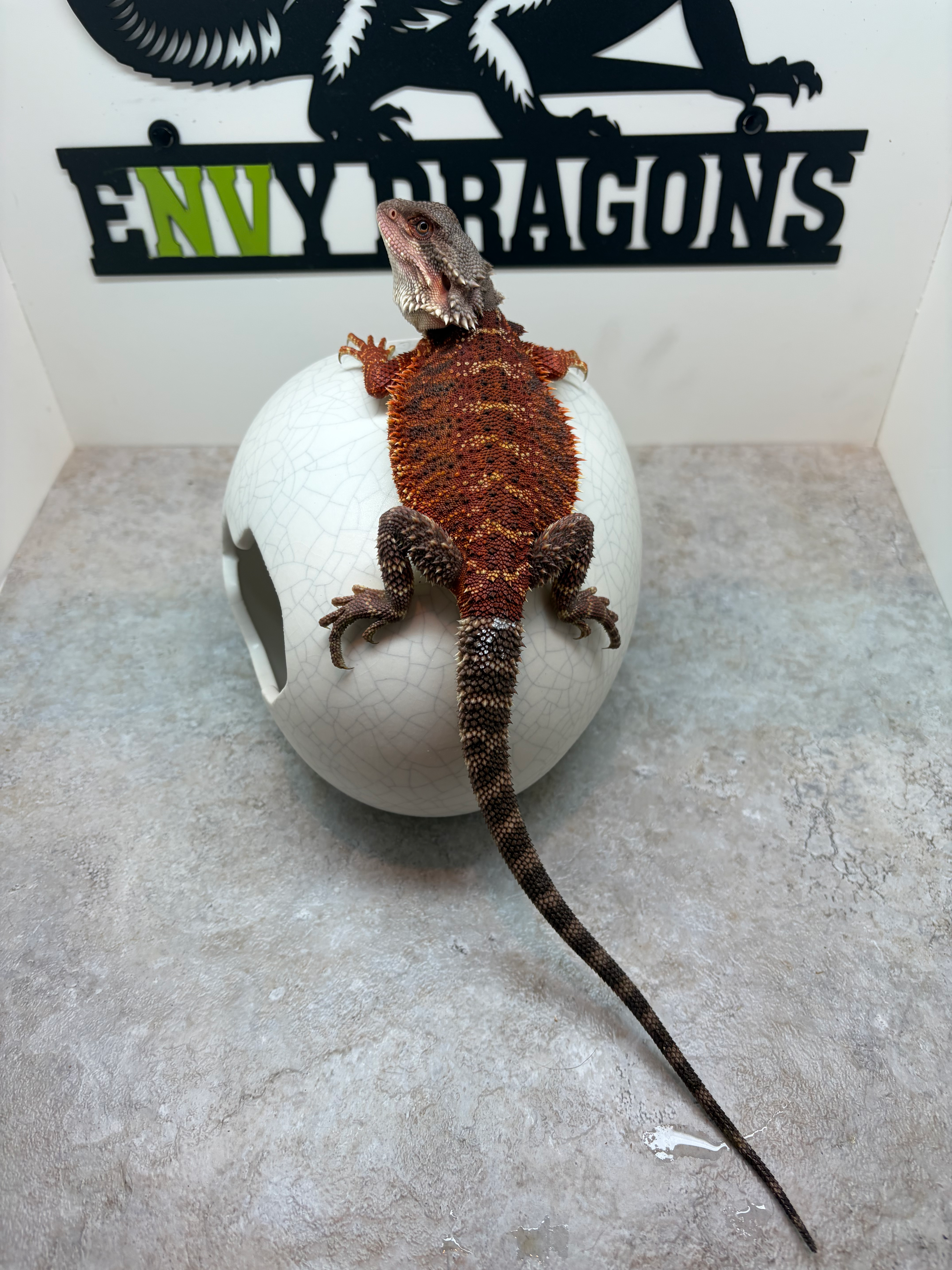 Female: 100% Red Monster, Het Trans