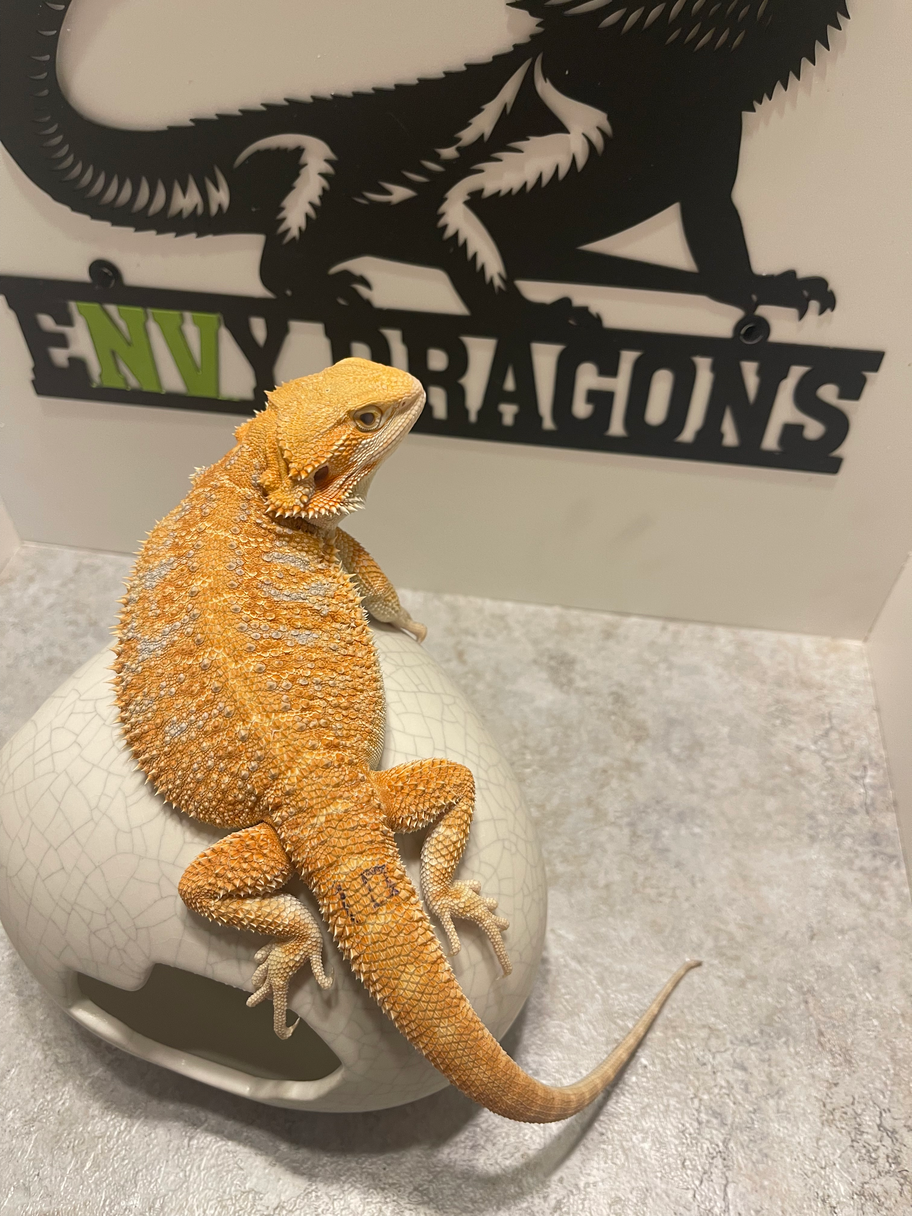 Female: Hypo, Het Zero, Het Witblits