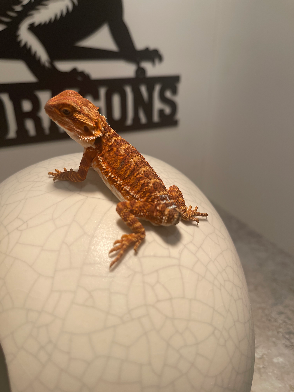 Thumbnail: Pet Only: 100% Red Monster