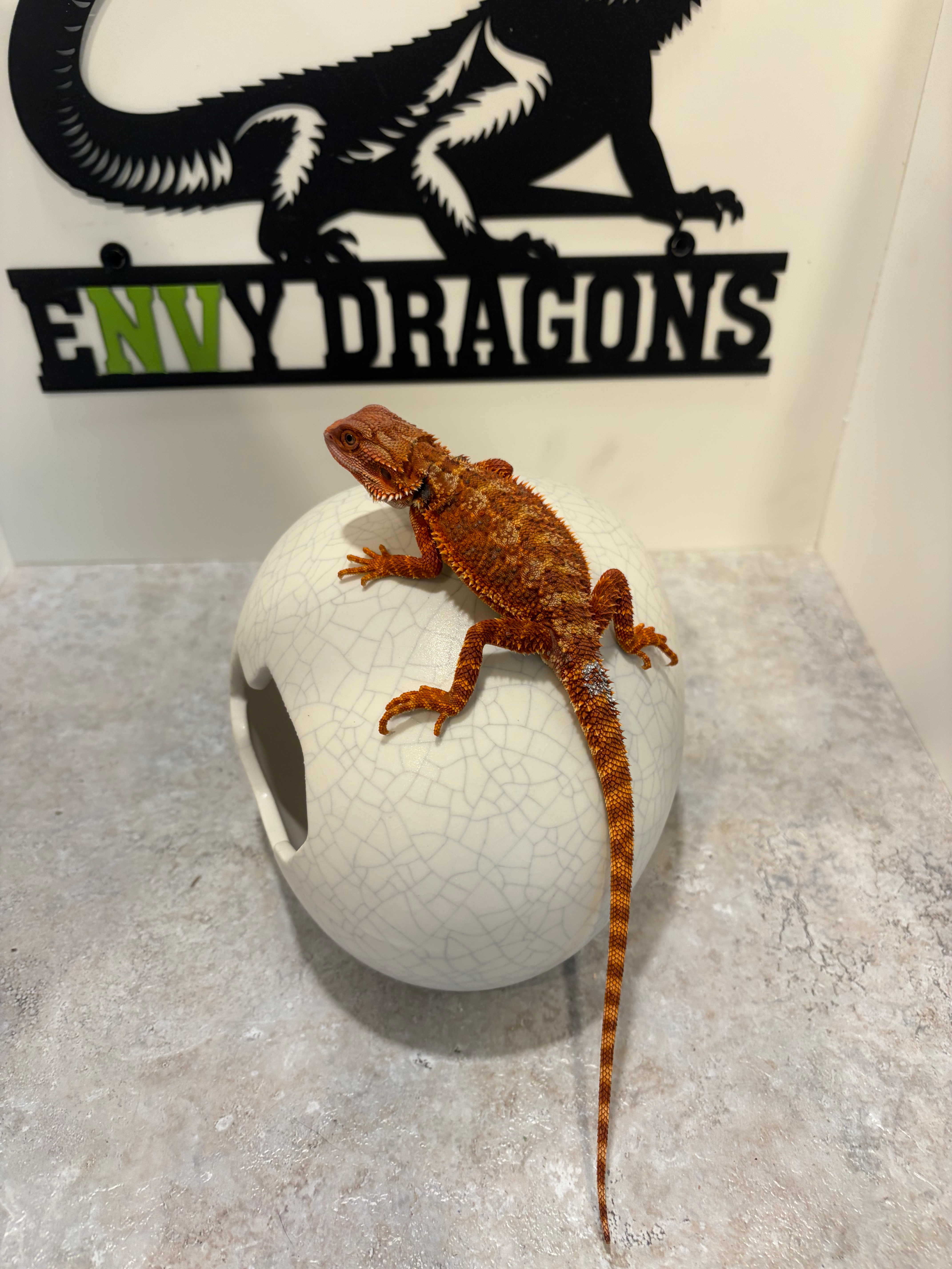 Male: 50% Red Monster