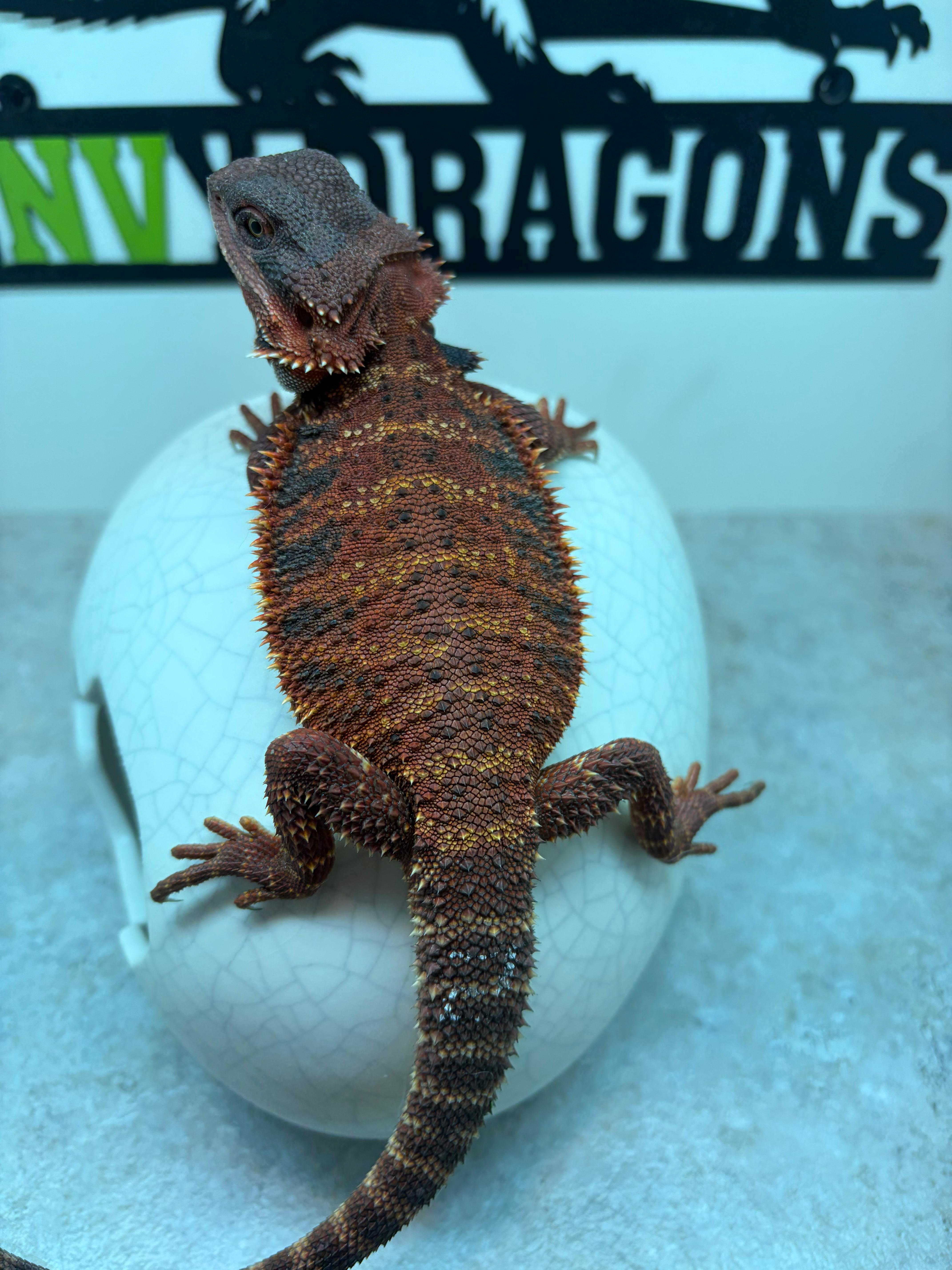 Male: 100% Red Monster, Het Trans