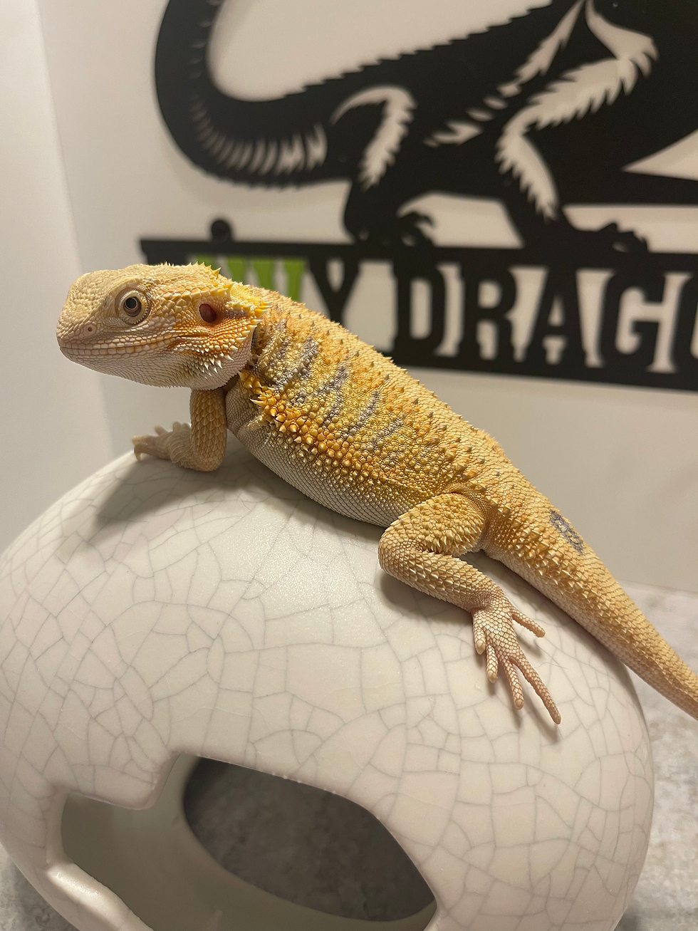 Thumbnail: Female: Hypo, Het Zero, Het Witblits