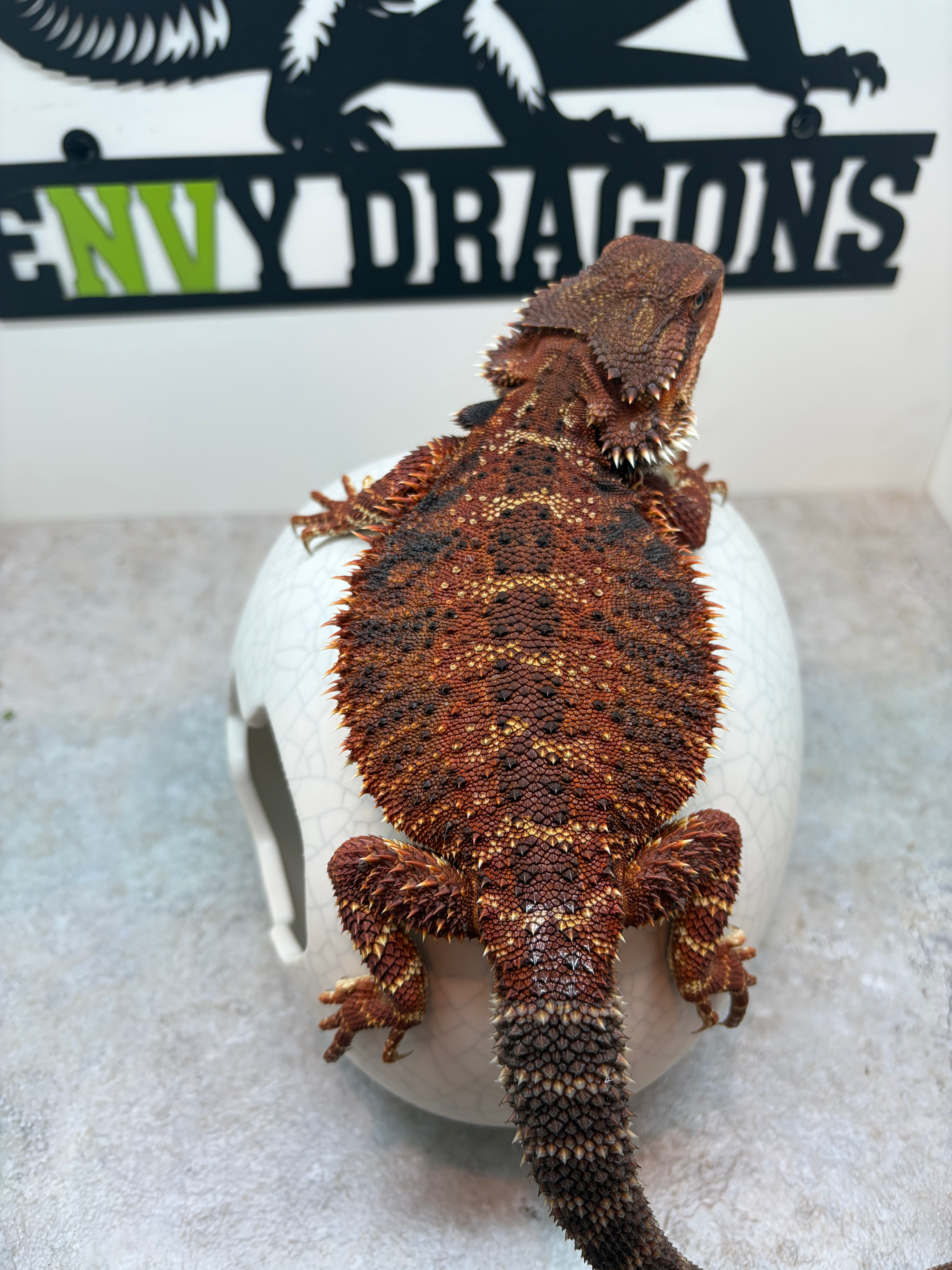 Female: 100% Red Monster, Het Trans