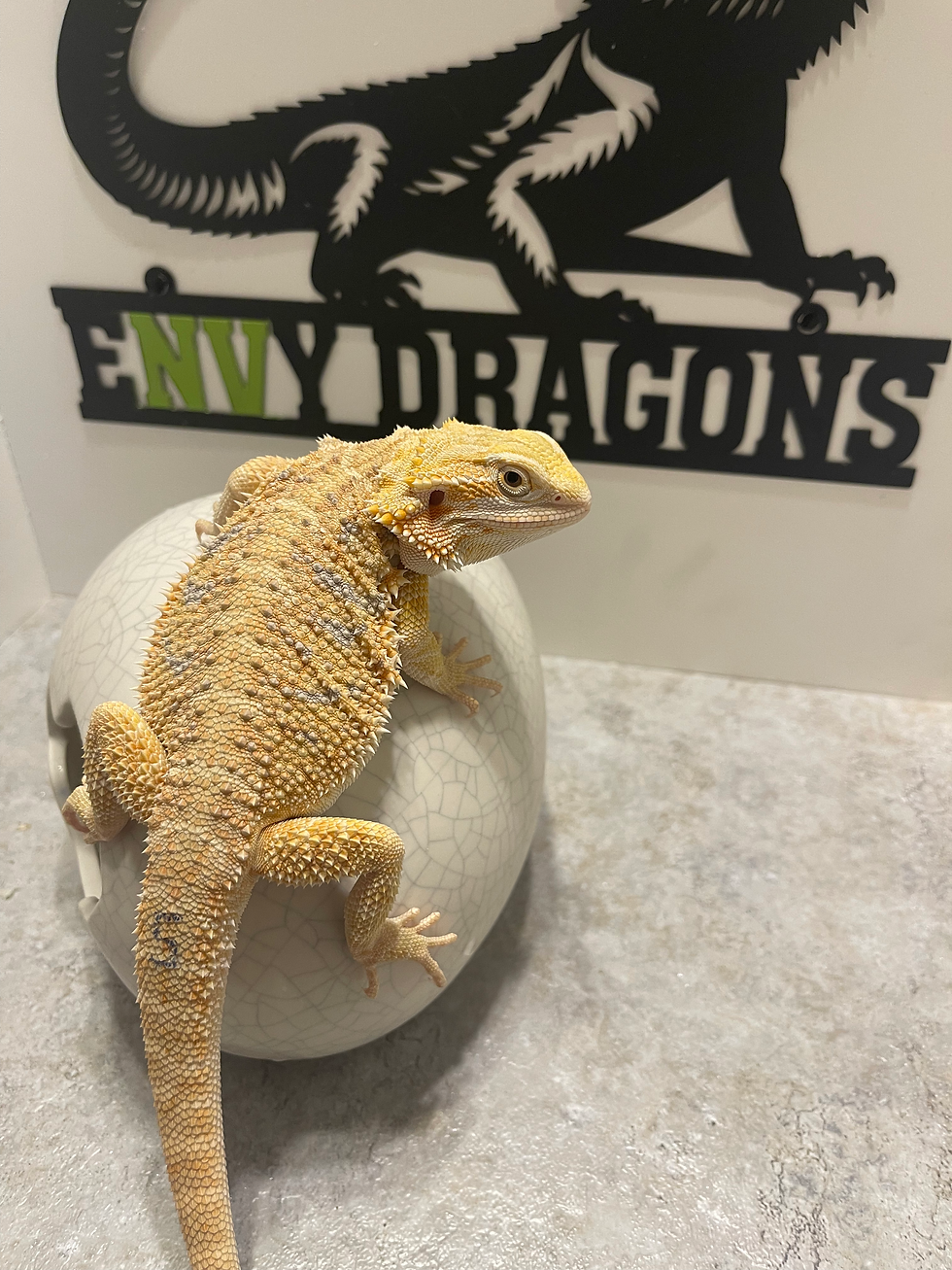 Female: Hypo, Het Zero, Het Witblits