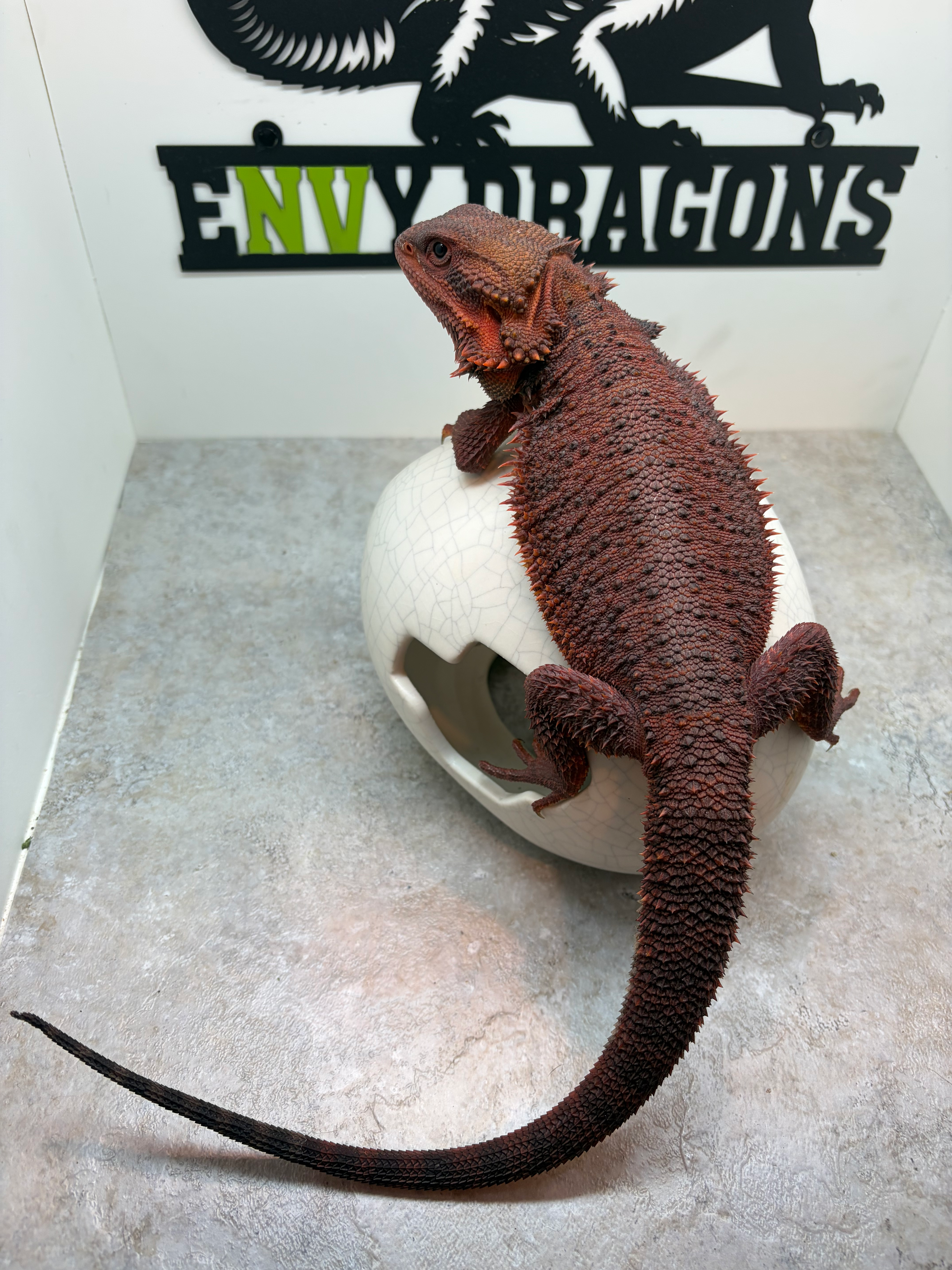 Male: 100 % Red Monster, Trans, Het Hypo